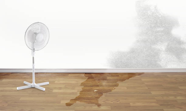 Best Water damage mitigation services  in Belleview, FL