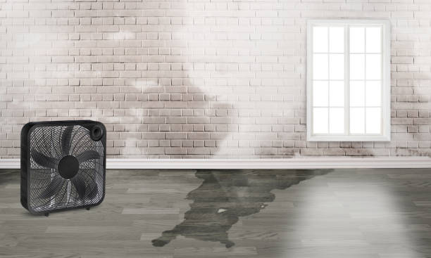 Best Emergency water damage restoration  in Belleview, FL