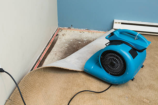 Best Flood restoration services  in Belleview, FL